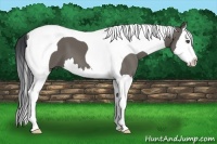 Horse Color:Grullo Splash Tobiano