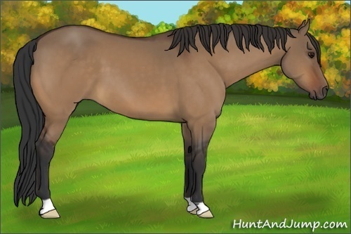 Horse Color:Bay Dun