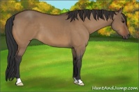 Horse Color:Bay Dun