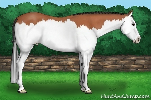 Horse Color:Bay Roan Splash