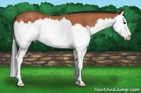 Horse Color:Bay Roan Splash