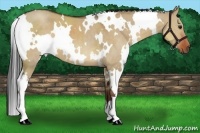 Horse Color:White Spotted Bay Dun