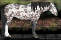 Horse Color:Bay Ice