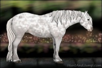 Horse Color:Silver Bay Ice Appaloosa