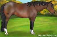 Horse Color:Bay 