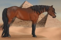 Horse Color:Brown Rabicano