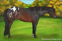 Horse Color:Brown Appaloosa
