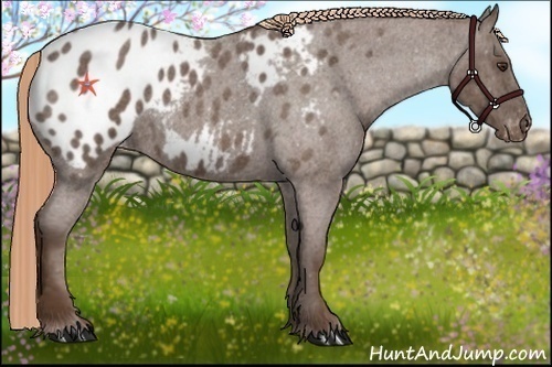 Horse Color:Liver Red Roan Appaloosa