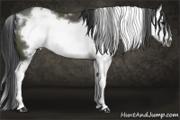 Horse Color:White Spotted Black Sabino Splash Frame