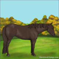 Horse Color:Liver Chestnut Sabino 