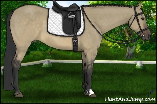 Horse Color:Buckskin Dun