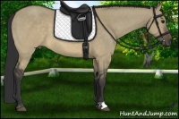 Horse Color:Buckskin Dun