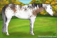 Horse Color:White Spotted Buckskin Splash 