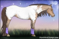 Horse Color:Amber Champagne Appaloosa 