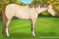 Horse Color:Bay Roan Pearl Dun 