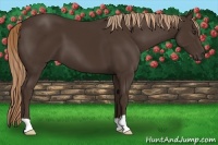 Horse Color:Liver Chestnut 