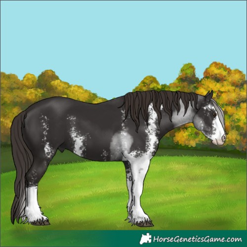 Horse Color:Liver Chestnut Sabino