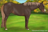 Horse Color:Liver Chestnut 