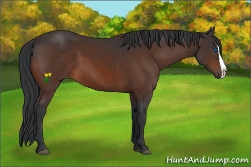 Horse Color:Bay Splash