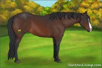 Horse Color:Bay Splash 