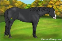 Horse Color:Black Splash