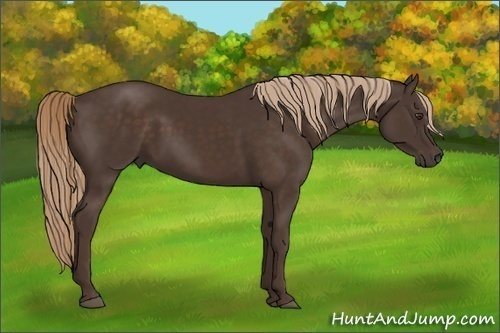 Horse Color:Liver Chestnut Sabino 