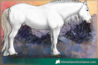 Horse Color:Liver Chestnut Appaloosa