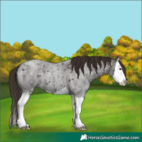 Horse Color:Liver Red Roan Splash 