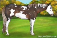 Horse Color:White Spotted Liver Chestnut Splash Frame 