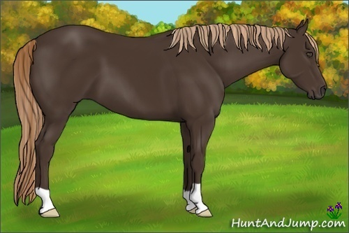 Horse Color:Liver Chestnut 