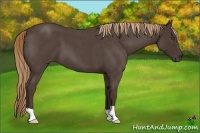 Horse Color:Liver Red Roan 