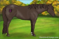 Horse Color:Liver Chestnut Frame