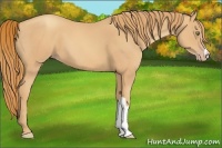 Horse Color:Gold Champagne 