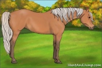 Horse Color:Silver Bay 