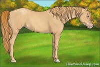 Horse Color:Gold Champagne 