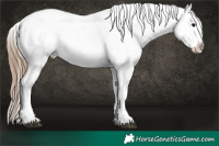 Horse Color:Black Pearl Sabino Appaloosa 