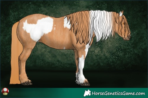 Horse Color:Buckskin Mushroom Splash Tobiano Appaloosa Brindle