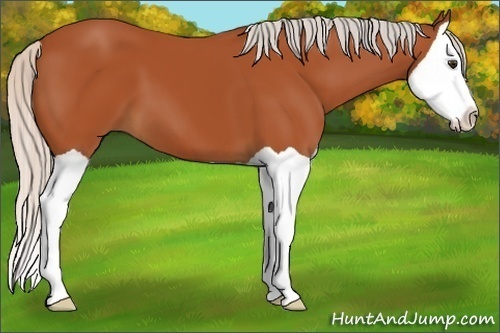Horse Color:Silver Bay Splash 