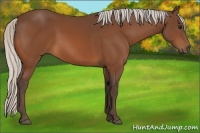 Horse Color:Silver Bay 
