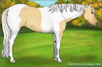 Horse Color:Silver Bay Dun Tobiano