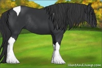 Horse Color:Black Tobiano Rabicano