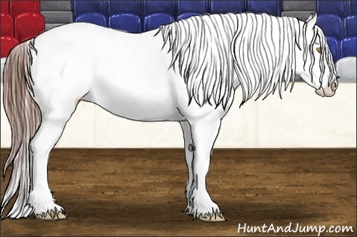 Horse Color:Amber Champagne Frame Appaloosa 