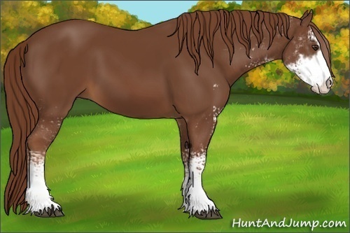 Horse Color:Chestnut Sabino