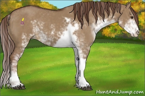 Horse Color:Liver Red Dun Sabino 