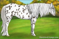 Horse Color:Chocolate Palomino Appaloosa 