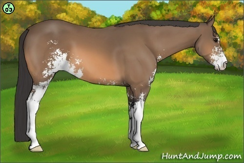 Horse Color:Buckskin Sabino 