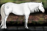 Horse Color:Red Dun Appaloosa Rabicano 