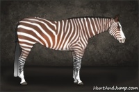 Horse Color:Bay Roan Splash 