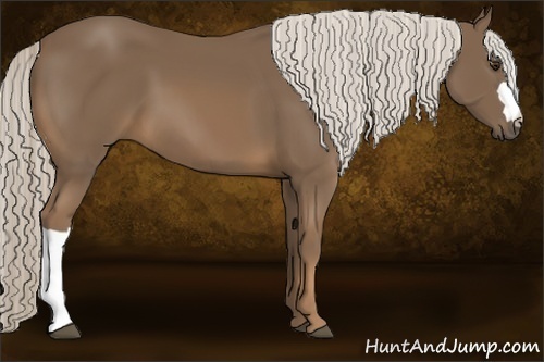 Horse Color:Chocolate Palomino 