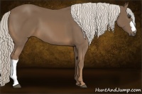 Horse Color:Chocolate Palomino 